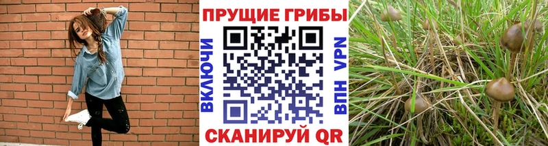 Псилоцибиновые грибы Psilocybe  Ульяновск 